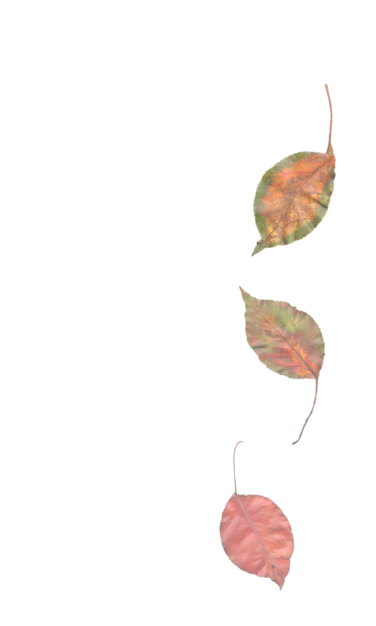 Leaves